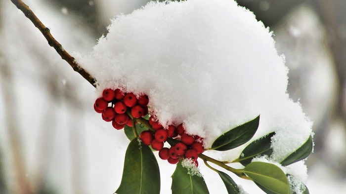 莱沃口腔‖腊八添福，从“齿”开始，万事“粥”全