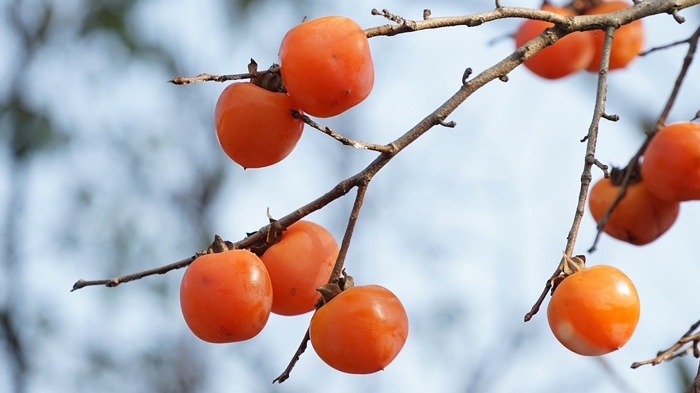 莱沃口腔‖霜降至，气温降，你给牙齿取暖了吗？