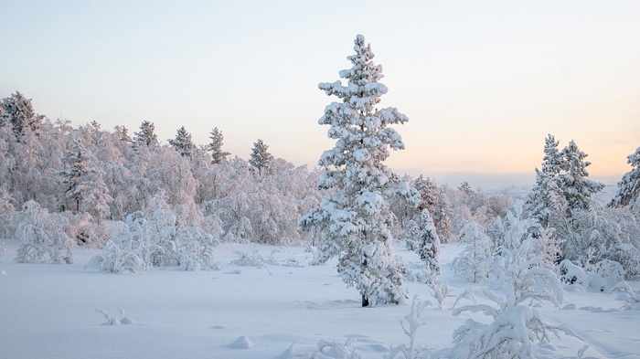 莱沃口腔‖大寒：冬尽春将至，做好口腔护理迎接新的一年