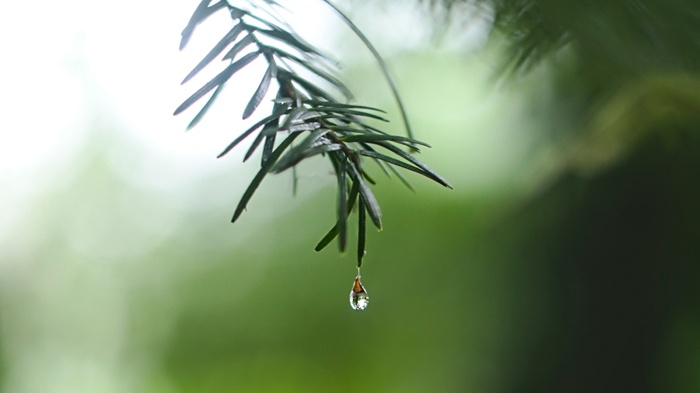 莱沃口腔‖雨水至，万物苏，呵护口腔正当时