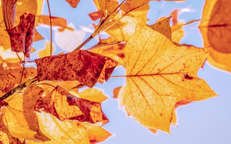 莱沃口腔‖处暑尝鲜季，别让牙齿拖后腿！