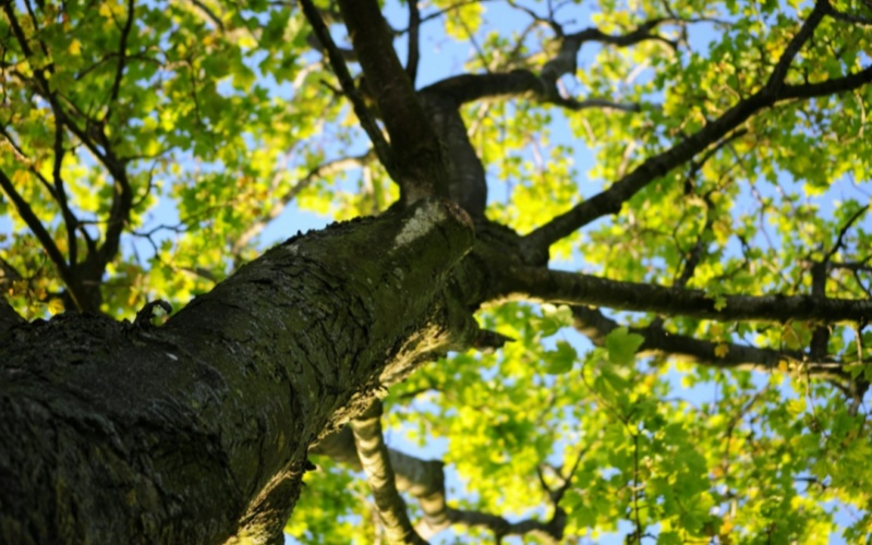 莱沃口腔‖种下一片绿，也要护好一口牙