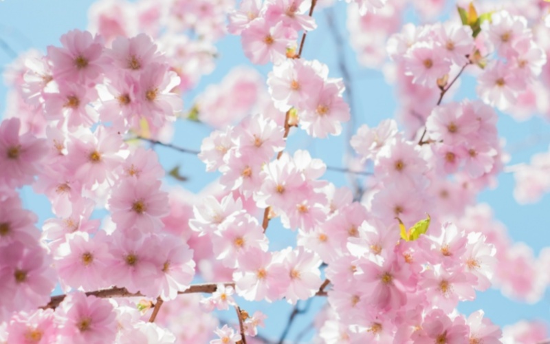 莱沃口腔‖ 春和景明，龙首初抬：护好牙齿，不负春日好食光